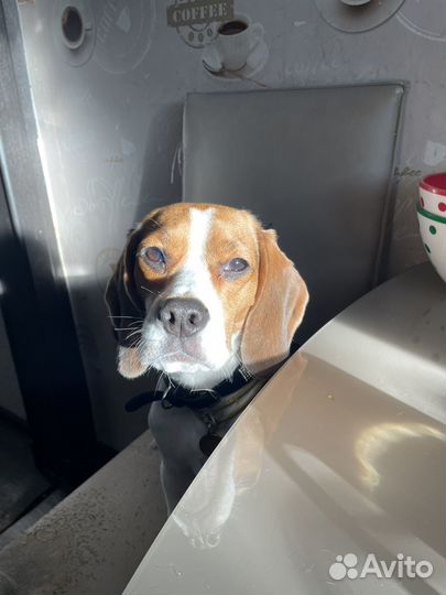 Сука бигль вязка