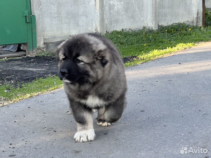 Продам кобеля