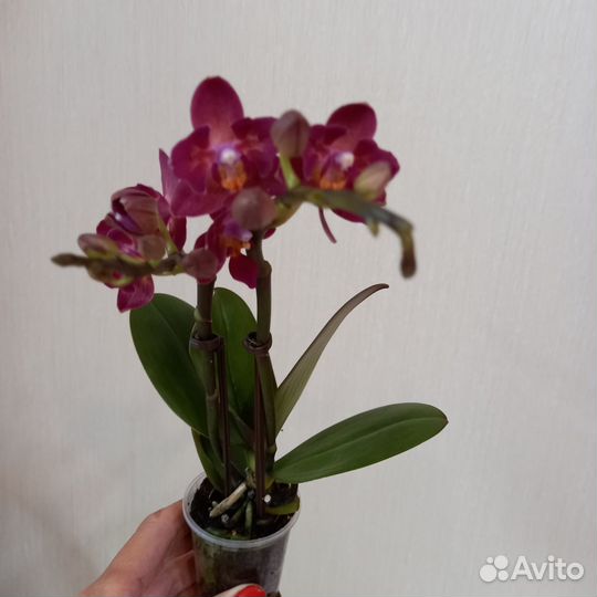 Орхидея фаленопсис мини бабочка, пелор