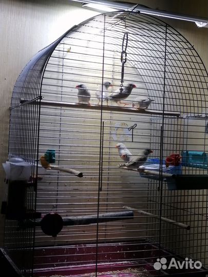 Зебровые амадины