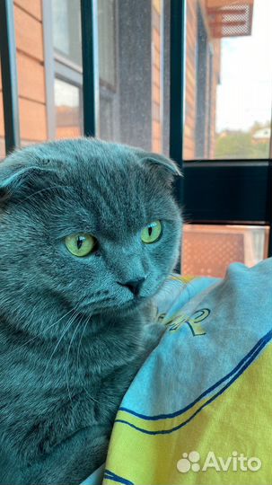 Британский вислоухий