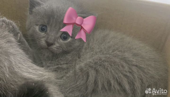 Британская