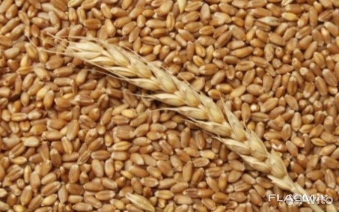 Зерно пшеница