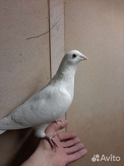 Голуби спортивные белые чехи птенцы