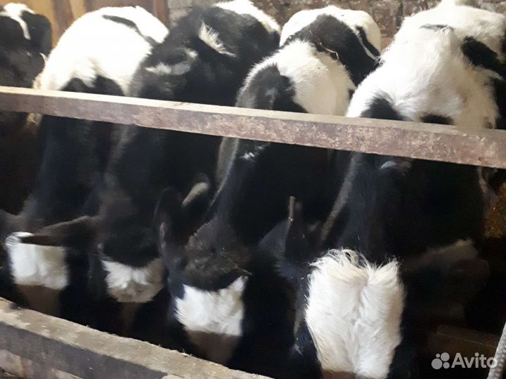 Бычки,телки,бычки