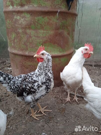 Молодые породистые петухи
