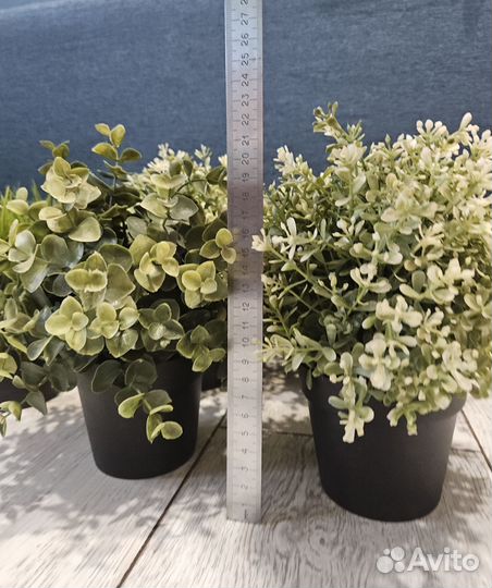 IKEA Фейка, растения из IKEA