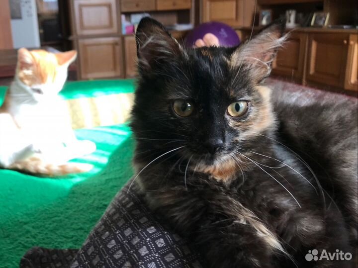 Черный котенок девочка бесплатно