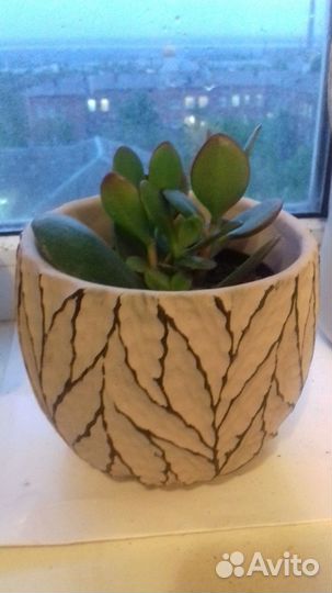 Денежное дерево толстянка