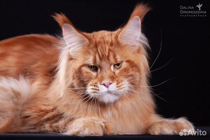 Котик Мейн-кун