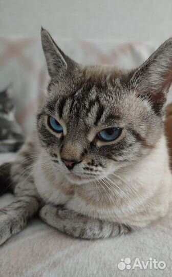 Кошки в добрые руки