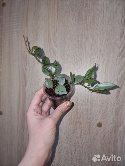 Хойя лакуноза эскимо