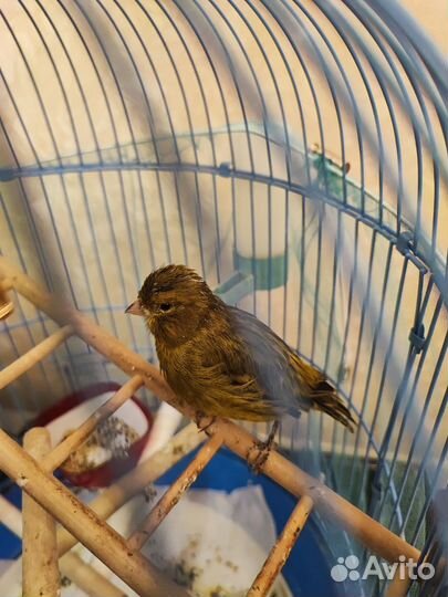 Певчий кенор с клеткой