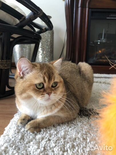 Клубная британочка золотая шиншилла