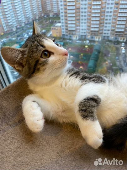 Мальчик популярного биколорного окраса в дар