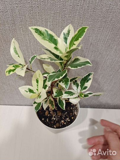 Фикус Альба