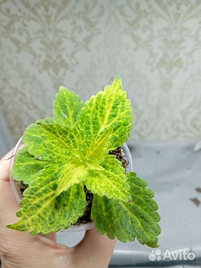 Вегетативная петуния, калибрахоа, алиссум