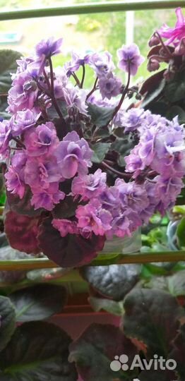 Мини фиалки