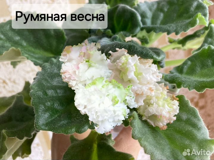 Сортовые Фиалки (10 сортов)