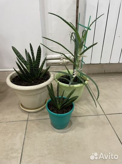 Алоэ, столетник