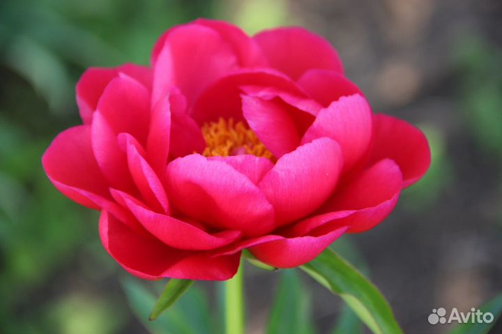 Пионы, ирисы, лилейники в Красноярске