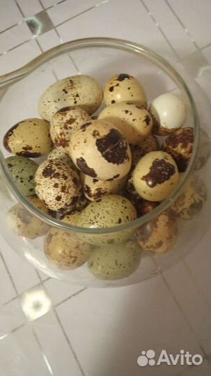 Домашние яйца куриные перепелиные