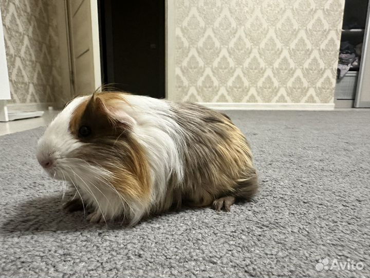 Морская свинка коронет