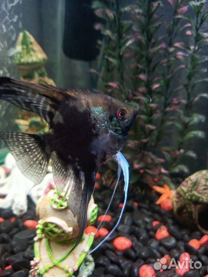 Скалярии голубая