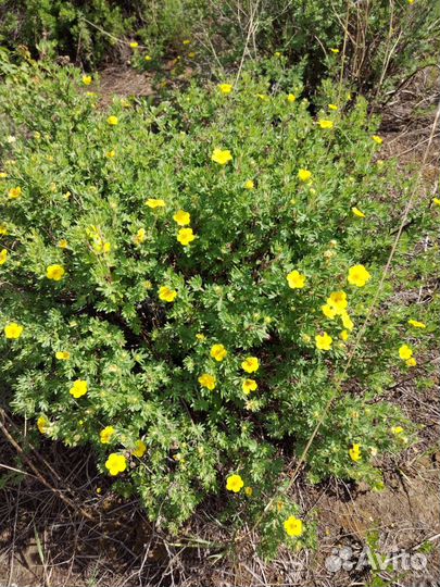 Курильский чай, кипрей и др