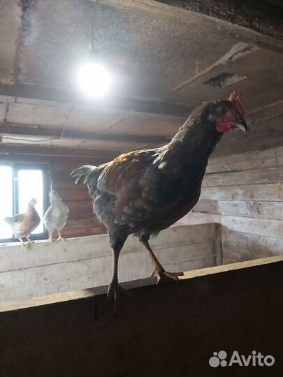 Молодые петушки