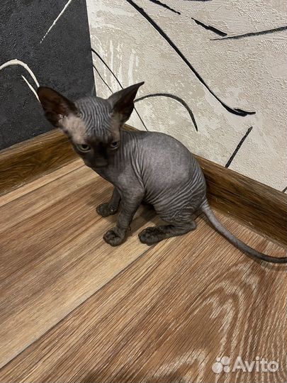 Канадский сфинкс котенок