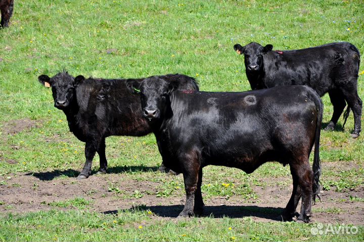 Племенные телки и бычки Галловейской породы