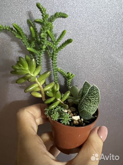 Флорариум суккуленты