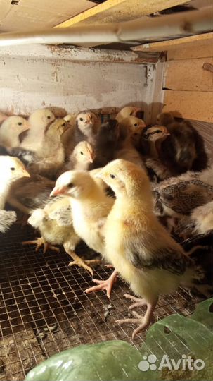 Несушки Борковская Борвистая (Декалб Уайт