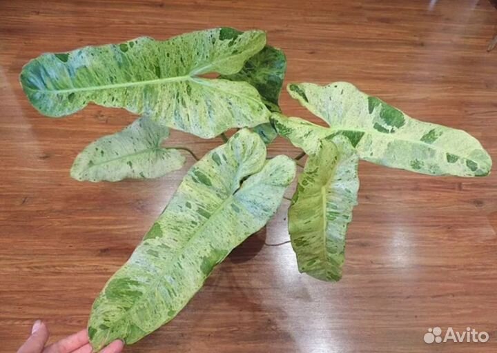 Филодендрон