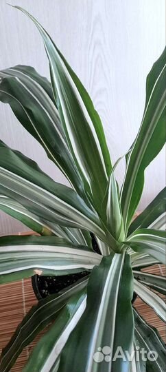 Дисхидия, драцена,рипсалидопсис