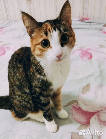 Кошка в добрые руки