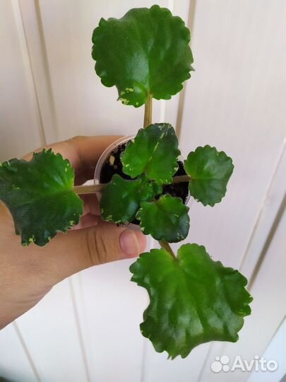 Фиалки (детки)