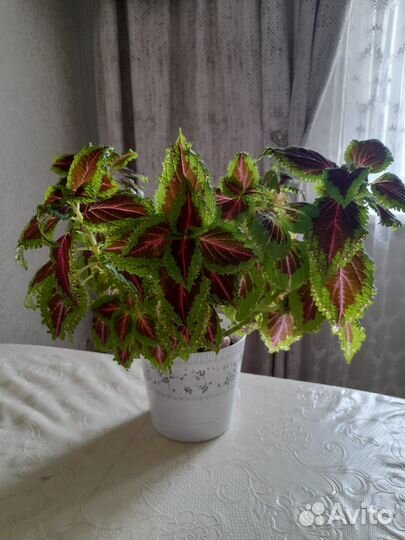 Комнатные растения цветы