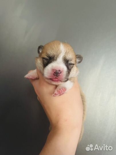 Сладкий пирожок