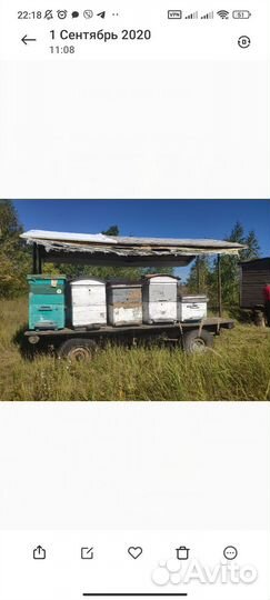 Продам пчелосемьи