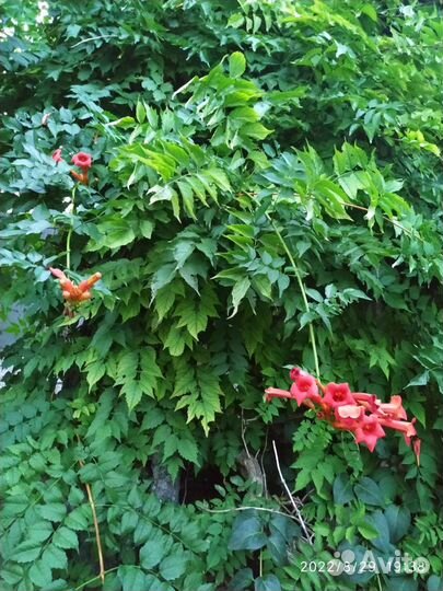 Рассада текомы (кампсис)