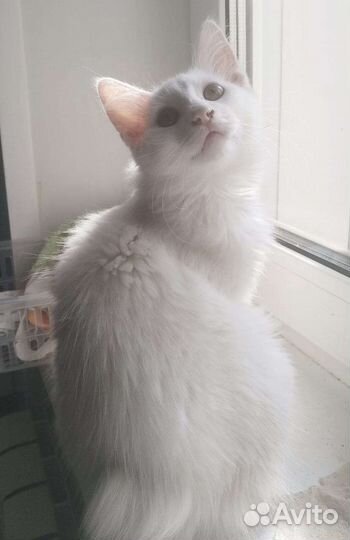 Котята курильского бобтейла