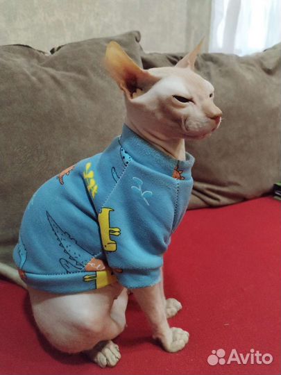 Донской сфинкс вязка