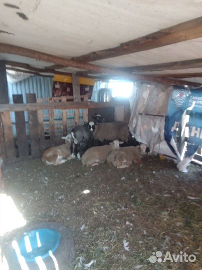 Баранчик романовской и катумской породы