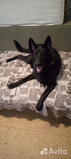 Собака бесплатно в добрые руки Девочка