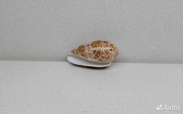 Конус Текстиль 10,201 морская ракушка раковина