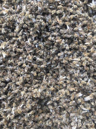 Пчелы сушеные