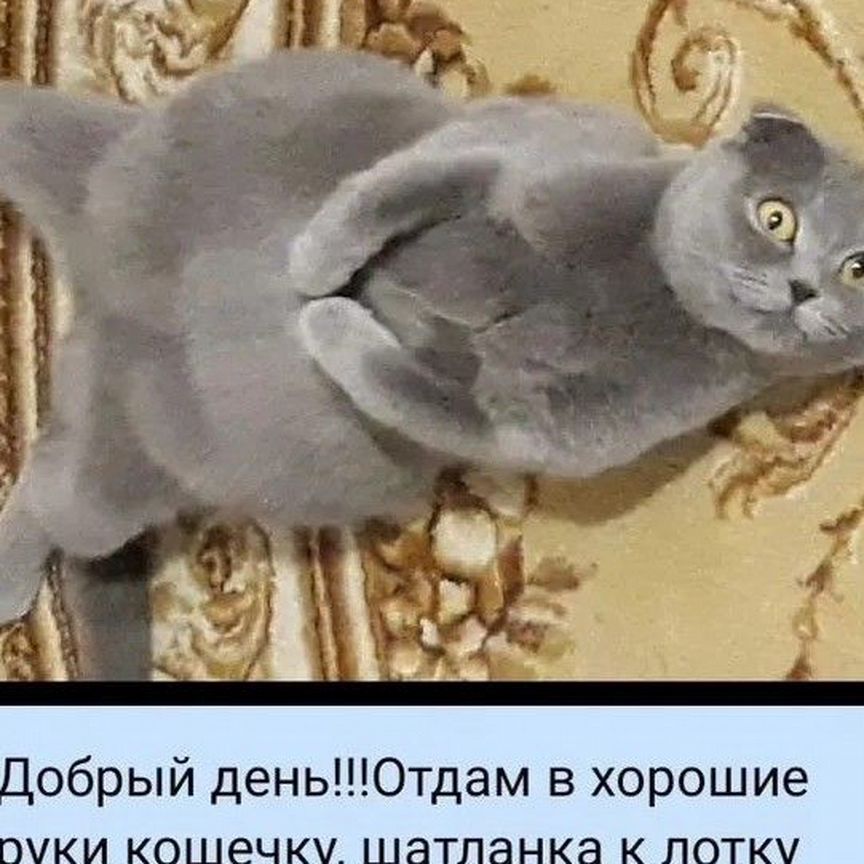 Домашние животные кошки