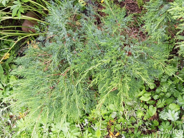 Можжевельник